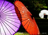 紫色と赤色の和傘
